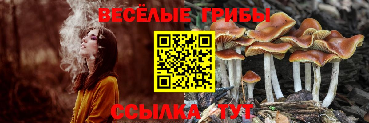 Кинешма  Псилоцибиновые грибы Cubensis  Вход с VPN 